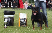 Rottweiler - Kennel Opperby - Arzadon Budina - Show Ishoej 2011 V1 benklasse