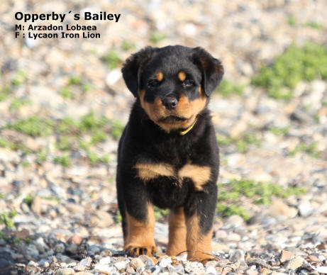 Rottweiler - Kennel Opperby - Opperbys Bailey - M: DKCH Arzadon Lobaea - F: DKCH Lycaon Iron Lion