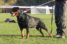 Rottweiler - Kennel Opperby - Arzadon Budina - Show Poustrup 2010 BIR